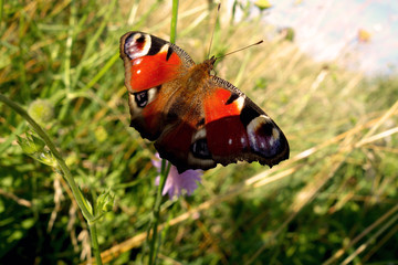 Butterfly peacock