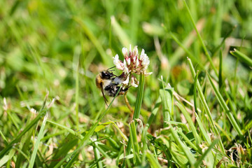 Bee or bumblebee on a clover blossom