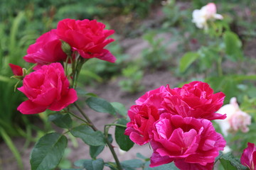 Beautiful pink rose in a garden