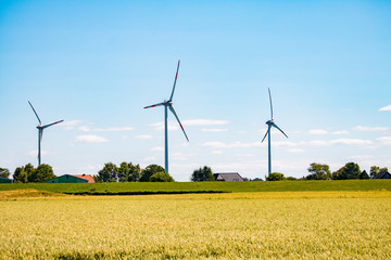 ripe cornfield and wind turbines in good weather