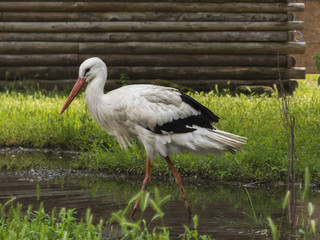 stork
