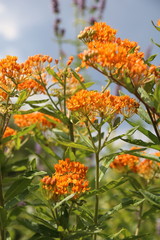 Asclepias tuberosa on Butterfly weed.