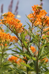 Asclepias tuberosa on Butterfly weed.