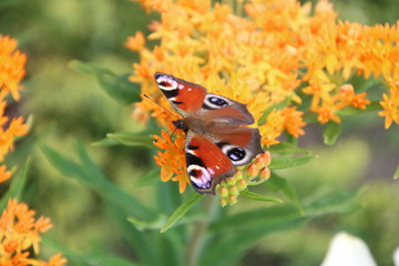Asclepias tuberosa on Butterfly weed.