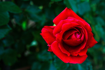 Red rose flower on dark background.