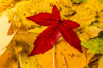 background of autumn leaves. Autumn background