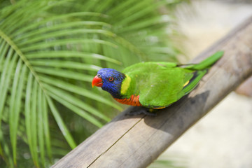 Lorie rainbow lorikeet parrot bird