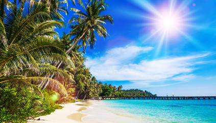 Fototapeta na wymiar beach with palm tree over the sand
