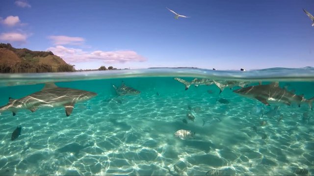 Over under sea surface sharks,tropical fish and bird ,Pacific ocean, French Polynesia