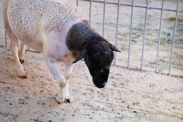 Sheep black and white color in stall on home farm. Farming.