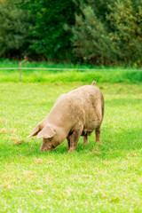 Farmland with pigs. Pastureland in valley