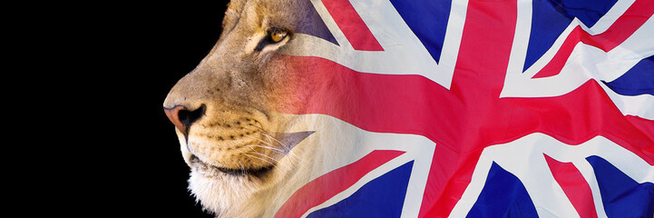 Close-up lion portrait blended with the Union Jack banner