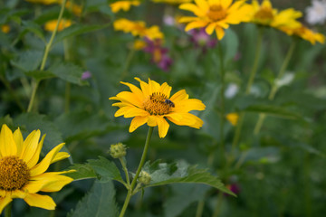 flower, yellow, nature, summer, sunflower, field, green