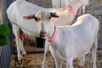 White young goat in pink collar eats green leaf in stall on farm. Farming.