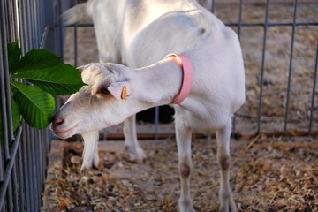 Young white goat in pink collar eats green leaf in stall on farm. Feeding on animal farm.