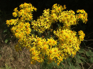 üppige gelbe Blumen