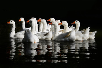 weiße Gänse auf dem Wasser © fotopro