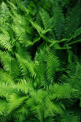 Fototapeta na wymiar leaves background texture. green leaf
