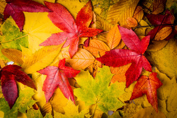 Autumn Leaves Background. leaves floral natural background