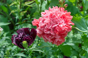 Terry poppies bloom in the flower bed