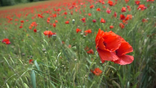 Slow motion of meadow with poppy flowers
