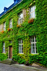 Fototapeta na wymiar Old house covered by green ivy
