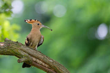 Upupa eurasiatica (Upupa epops)