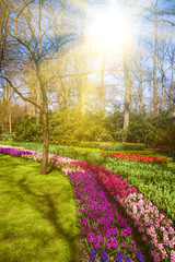 Fototapeta na wymiar Beautiful garden. spring garden. Green park