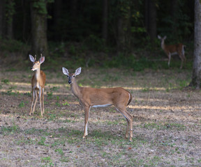 Whitetail Deer in clearing