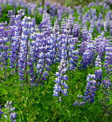 Nootka Lupin - Lupin field in Iceland