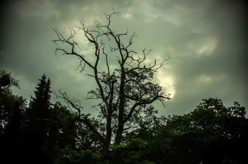Fototapeta na wymiar Old tree on a late afternoon