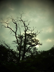Old tree on a late afternoon