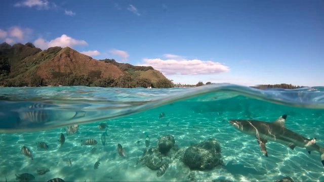 Over under sea surface sharks,tropical fish and bird ,Pacific ocean, French Polynesia