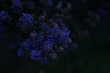 Flowers on a bush at dusk