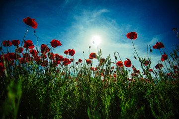 Fototapeta na wymiar Poppy field background. Field of poppies. Beautiful field of red poppies in the sunset light. Landscape with nice sunset over poppy field. Red flowers against blue sky in morning