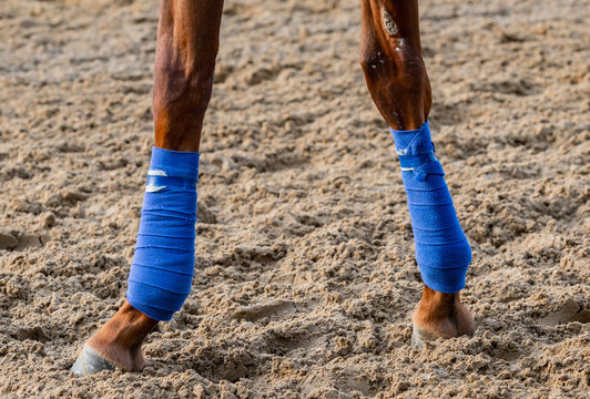 Two Taped Horse Ankles