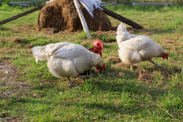 Курица (chicken)