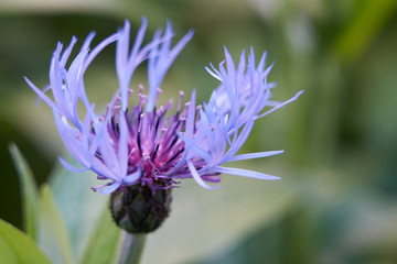 purple flower on grass background