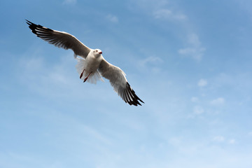 Brown-headed gull flying in the sky at Bang Poo, Samut Prakan, Thailand.