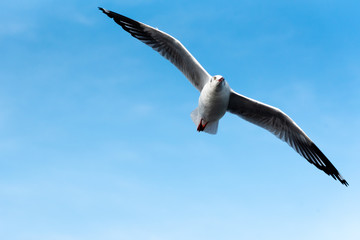 Fototapeta premium Brown-headed gull flying in the sky at Bang Poo, Samut Prakan, Thailand.