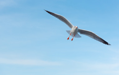 Brown-headed gull flying in the sky at Bang Poo, Samut Prakan, Thailand.