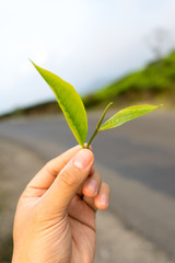 Green tea bud and leaves on hands, tip of tea leaves growing . Tea plantations at Indonesia