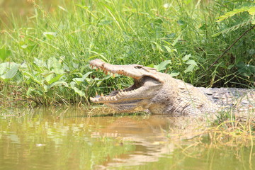 Nile crocodile (Crocodylus niloticus) in Ghana
