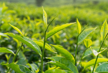 Green tea bud and leaves, tip of tea leaves growing . Tea plantations at Indonesia