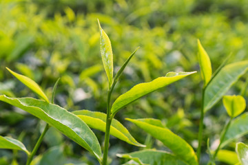 Green tea bud and leaves, tip of tea leaves growing . Tea plantations at Indonesia