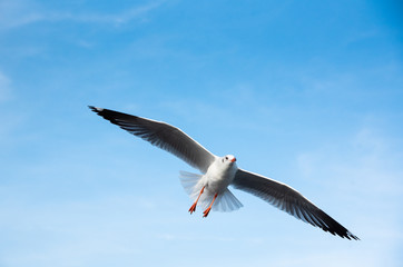Brown-headed gull flying in the sky at Bang Poo, Samut Prakan, Thailand.