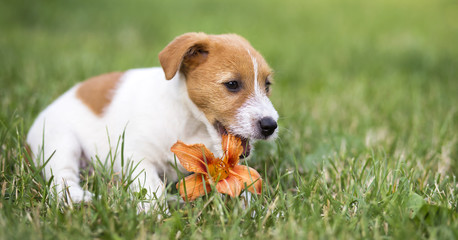 Dog pet happy jack russell terrier puppy chewing a flower - web banner idea