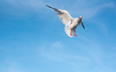 Brown-headed gull flying in the sky at Bang Poo, Samut Prakan, Thailand.
