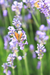 Butterfly in a lavender field in French Provence