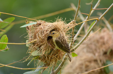 Streaked weaver in the field